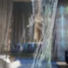 Tissus au mètre - Designers Guild Oparu - Copper | Susty