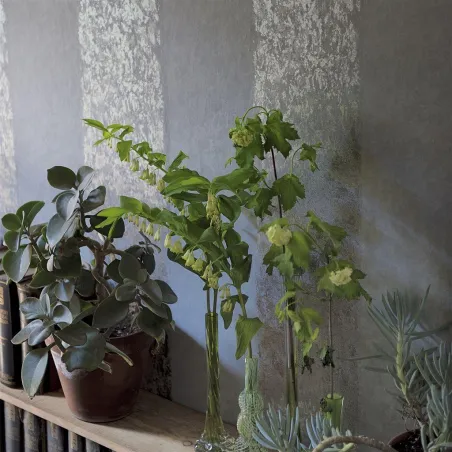 Papier peint - Designers Guild Kalpana - Moss | Susty