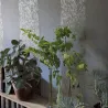 Papier peint - Designers Guild Kalpana - Moss | Susty
