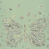 Papier peint - Designers Guild Les Messagers Printemps | Susty